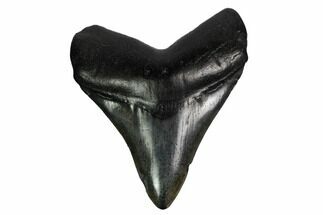 Fossil Megalodon Tooth - South Carolina #170468