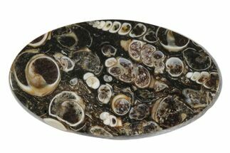 Polished Fossil Turritella Oval Cabochon #171312