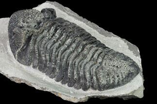 Large, Prone Drotops Trilobite - Mrakib, Morocco #171547