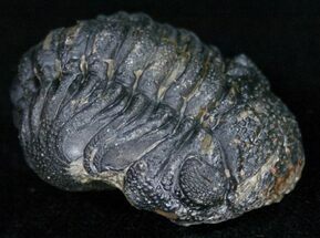 Partially Enrolled Barrandeops (Phacops) Trilobite #11252