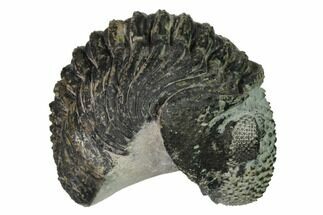 Bargain, Enrolled Drotops Trilobite - About Around #171566