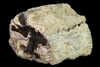 4.3" Long, Petrified Wood (Schinoxylon) Limb - Blue Forest, Wyoming - Fossil #172026
