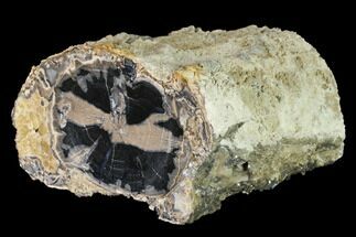 5" Wide, Petrified Wood (Schinoxylon) Limb - Blue Forest, Wyoming - Fossil #172028