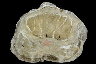 11.8" Petrified Wood (Woodworthia) Round - Arizona - Fossil #172020