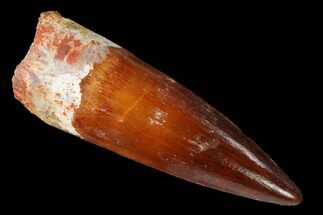 Real Spinosaurus Tooth - Beautiful Preservation! #172335