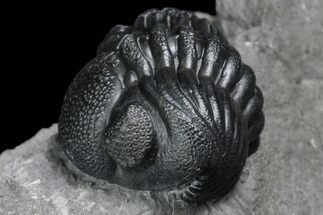 Enrolled Eldredgeops Trilobite Fossil - New York #173063