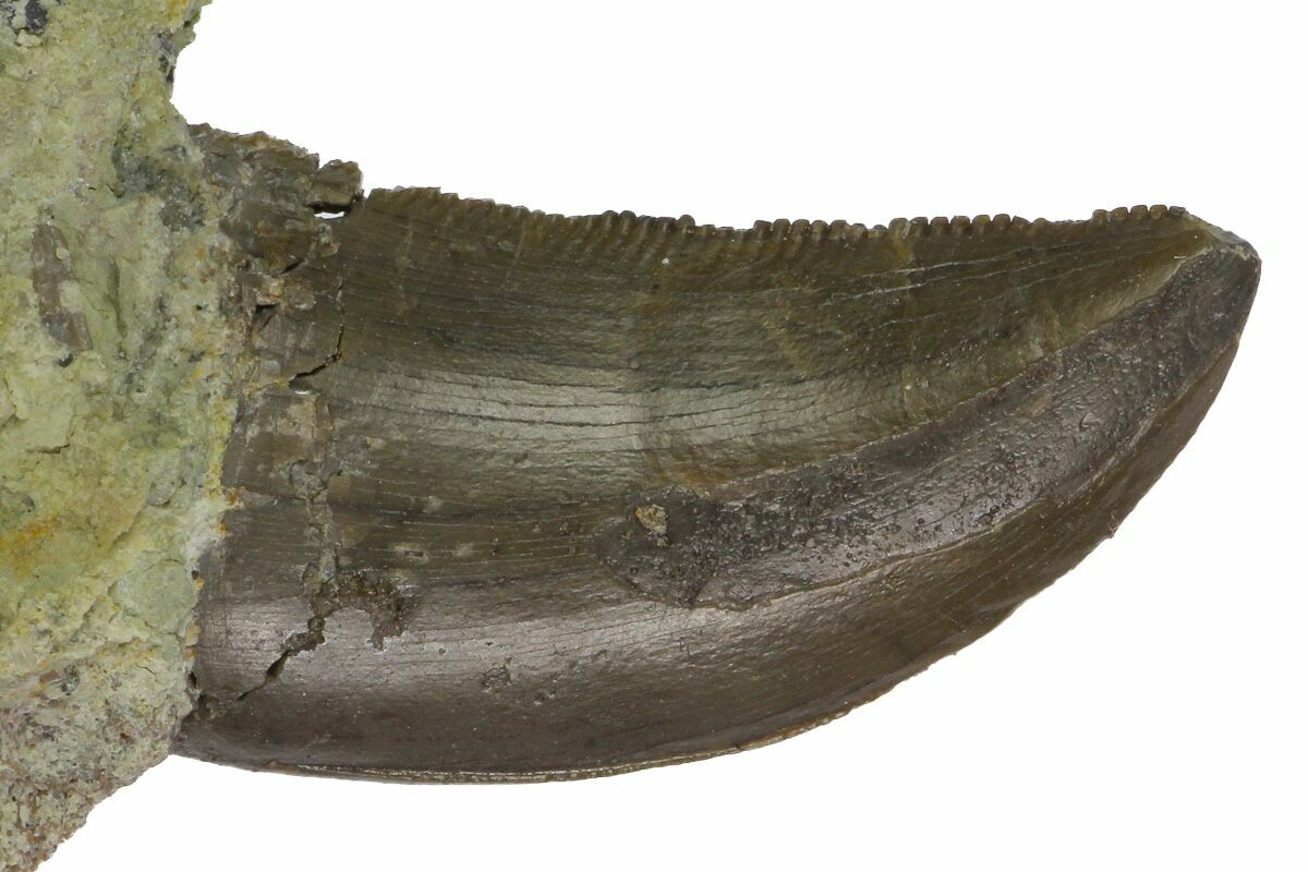 allosaurus tooth for sale