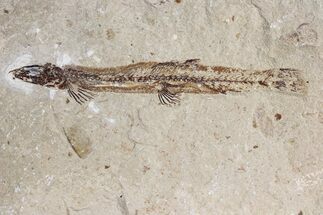 Rare, Cretaceous Fossil Fish (Charitopsis) - Lebanon #173159