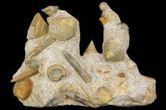 Impressive Cluster Of Ammonites, Gastropods, Belemnites #173179