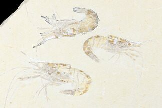Three, Large Cretaceous Fossil Shrimp - Hjoula, Lebanon #173359