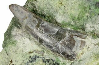 1.4" Fossil Phytosaur Tooth in Sandstone - Arizona - Fossil #173487