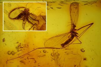 Two Fossil Flies, Two Mites and a Crane Fly in Baltic Amber #173632