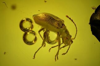 Fossil Fly (Diptera) and Beetle (Coleoptera) In Baltic Amber #173630