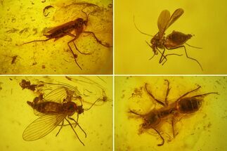Fossil Ant (Formicidae) & Three Flies (Diptera) in Baltic Amber #173697