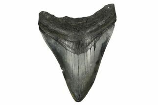 Fossil Megalodon Tooth - South Carolina #172231