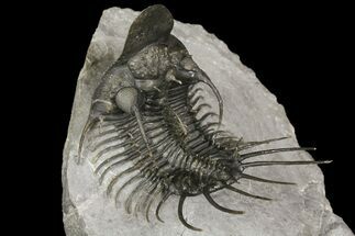 2.7" New Trilobite Species (Affinities to Quadrops) - Fossil #174203