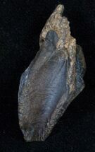 Large Triceratops Tooth Crown - #11378