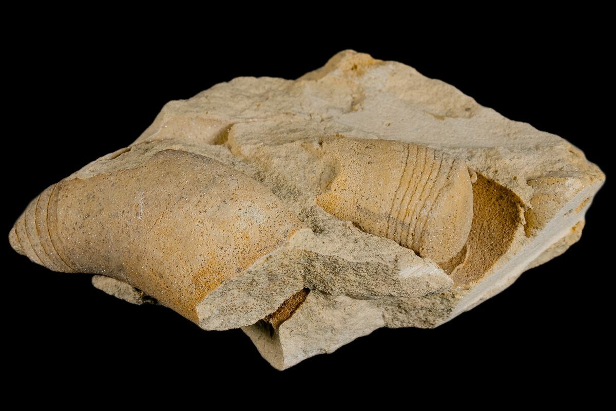 Ordovician, Oncoceratid (Beloitoceras) Fossils Wisconsin (173940