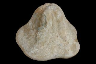 Miocene Fossil Echinoid (Clypeaster) - Taza, Morocco #174362