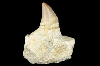 Fossil Mosasaur (Platecarpus) Tooth In Jaw Section #174322