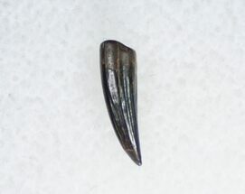 Indeterminate Raptor Tooth From Montana #11388