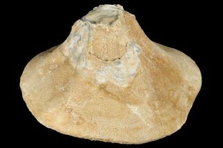 Bargain, Miocene Fossil Echinoid (Clypeaster) - Taza, Morocco #174367