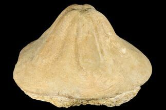 Miocene Fossil Echinoid (Clypeaster) - Taza, Morocco #174368