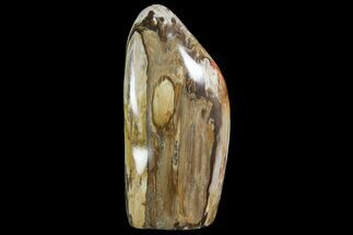 8.6" Free-Standing, Polished Petrified Wood - Madagascar - Fossil #174488