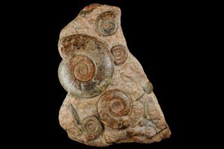 Tall, Jurassic Ammonite (Hammatoceras) Display - France #174931