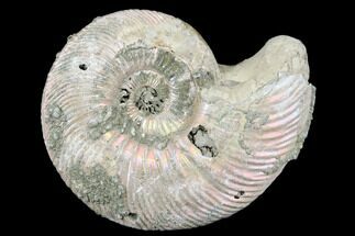 2.35" Iridescent, Pyritized Ammonite (Quenstedticeras) Fossil - Russia - Fossil #175017