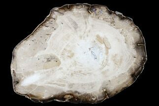 Polished Petrified Wood (Willow) Round - Washington #175070