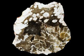 6.5" Petrified "Peanut Wood" Slab - Australia - Fossil #175075