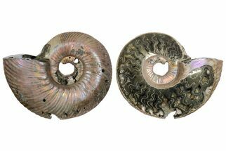 2.6" One Side Polished, Pyritized Fossil Ammonite - Russia - Fossil #174995