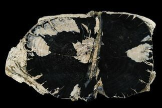 Petrified Wood (Dicot) Round - Blue Forest, Wyoming #175063