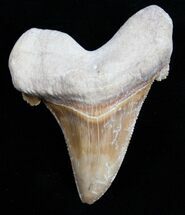 Beautiful Carcharocles Auriculatus Tooth - #11418