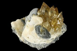 Partial Fossil Clam With Fluorescent Calcite - Ruck's Pit, FL #175661