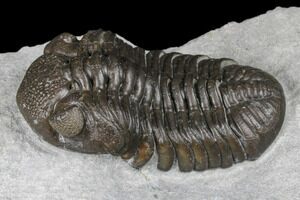Ohio Eldredgeops (Phacops) Trilobites For Sale - FossilEra.com