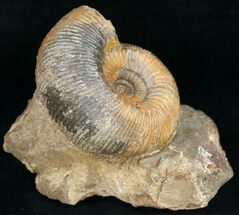 Well Preserved Stephanoceras Ammonite #11488