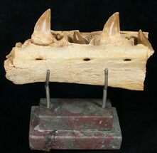 Mosasaur (Eremiasaurus) Jaw Section On Stand #11507