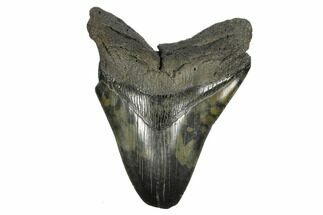 4.84" Fossil Megalodon Tooth - Feeding Damaged Tip - Fossil #168229