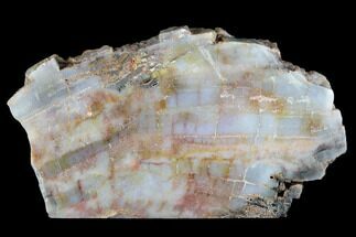 7.5" Polished, Petrified Wood (Araucarioxylon) - Arizona - Fossil #176999