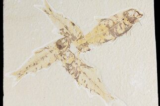 Four Fossil Fish (Knightia) - Wyoming #177312