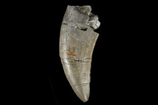 Serrated, Megalosaurid (Marshosaurus) Tooth - Colorado #177382