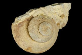 Ordovician Gastropod (Clathrospira) Fossil - Wisconsin #174381