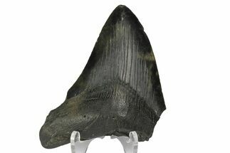 Megalodon Teeth For Sale - FossilEra.com