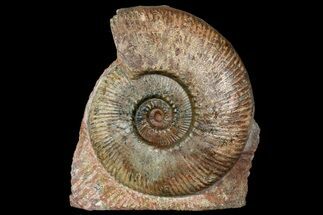 Toarcian Ammonite (Hammatoceras) Fossil - France #177611