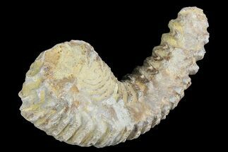 Cretaceous Fossil Oyster (Rastellum) - Madagascar #177703