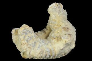 Two Cretaceous Fossil Oysters (Rastellum) - Madagascar #177727