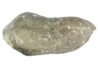 Fossil Whale Ear Bone - Miocene #177810