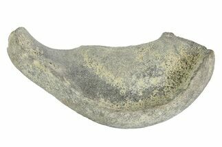 Fossil Whale Ear Bone - Miocene #177817